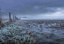 Pronóstico para el fin de semana en el campo: lluvias y heladas de hasta -3°C con posibles nevadas en zonas productivas Campo agropecuario argentino bajo lluvia fina y frío intenso, con suelo encharcado, rastrojo cubierto de escarcha, alambrado con hielo y cielo gris de invierno.