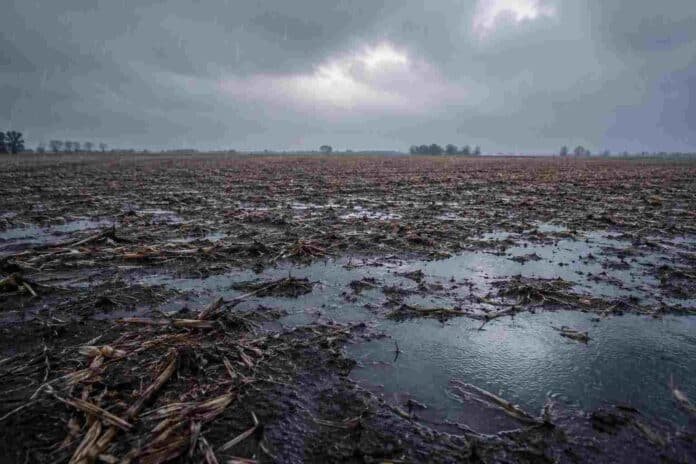 lluvia-sobre-campo-en-barbecho-con-rastrojo-de-maiz.jpg Lluvia intensa sobre un campo en barbecho con suelo mojado, charcos y rastrojo de maíz bajo un cielo gris de tormenta.
