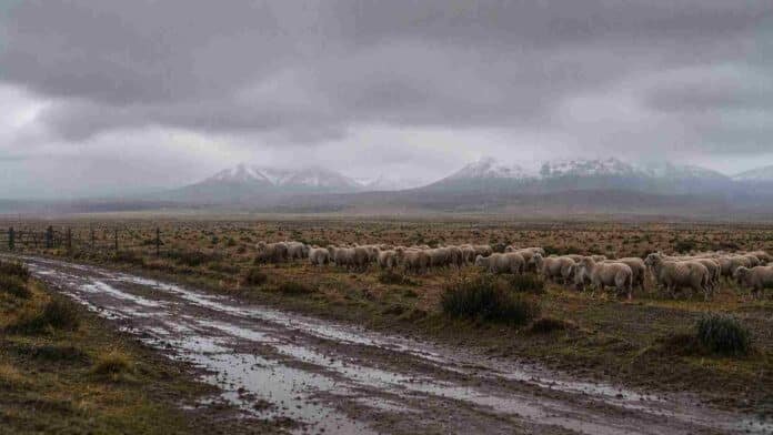 lluvias-meseta-patagonica-majada-ovejas-alerta-ruralnet Majada de ovejas bajo lluvia persistente en la meseta patagónica, con caminos embarrados, vegetación esteparia y la cordillera nevada visible a lo lejos bajo un cielo gris cubierto de nubes bajas.