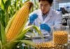 Científicos chinos lograron que el maíz tenga más proteína que la soja: el hallazgo que puede cambiar la ganadería global Espiga de maíz desarrollada mediante investigación biotecnológica junto a muestras de soja y equipamiento de laboratorio, representando avances genéticos para aumentar el contenido proteico del cultivo.