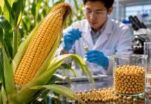 Científicos chinos lograron que el maíz tenga más proteína que la soja: el hallazgo que puede cambiar la ganadería global Espiga de maíz desarrollada mediante investigación biotecnológica junto a muestras de soja y equipamiento de laboratorio, representando avances genéticos para aumentar el contenido proteico del cultivo.
