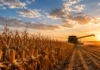 Hay maíz de sobra en el mundo y los precios no van a subir: qué hacer antes de que sea tarde Cosecha de maíz al atardecer con una cosechadora trabajando en el lote, en un contexto de mercado climático y análisis de coberturas agrícolas.