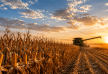 Hay maíz de sobra en el mundo y los precios no van a subir: qué hacer antes de que sea tarde Cosecha de maíz al atardecer con una cosechadora trabajando en el lote, en un contexto de mercado climático y análisis de coberturas agrícolas.