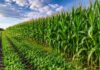 Por cada hectárea de soja ya hay casi una de gramíneas y la región núcleo consolida un cambio histórico Cultivo de maíz y soja en la pampa húmeda con cielo parcialmente nublado y colores verdes intensos