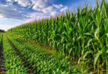 Por cada hectárea de soja ya hay casi una de gramíneas y la región núcleo consolida un cambio histórico Cultivo de maíz y soja en la pampa húmeda con cielo parcialmente nublado y colores verdes intensos