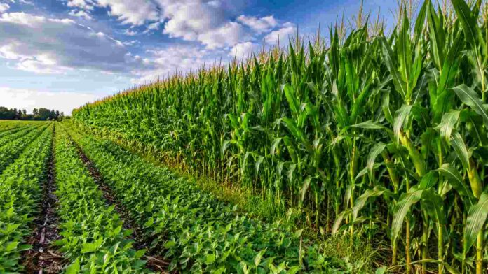Cultivo de maíz y soja en la pampa húmeda con cielo parcialmente nublado y colores verdes intensos