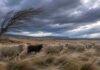 El SMN alerta por vientos de hasta 90 km/h en el extremo sur de la Patagonia Majada de ovejas Corriedale en la meseta patagónica con viento fuerte, una oveja negra destacada y cielo frío nublado.
