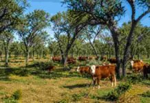 El INTA prueba en Córdoba un modelo que permite hacer ganadería sin destruir el bosque nativo Ganado bovino pastando entre árboles de monte nativo en Chancaní, Córdoba, en un sistema de manejo de bosques con ganadería integrada.