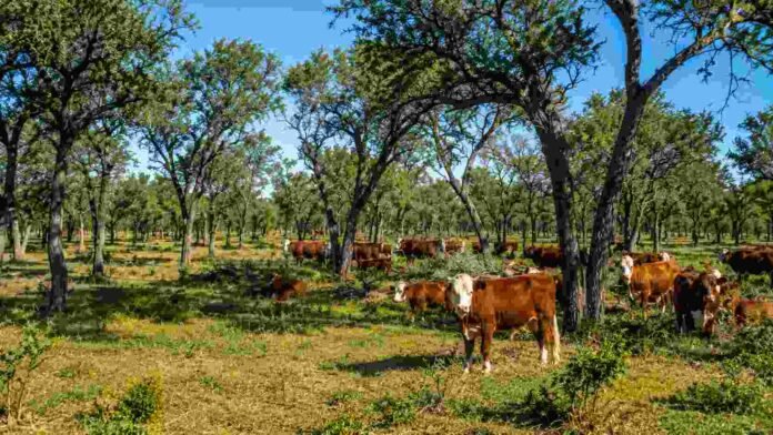 manejo-bosques-ganaderia-integrada-chancani-Córdoba Ganado bovino pastando entre árboles de monte nativo en Chancaní, Córdoba, en un sistema de manejo de bosques con ganadería integrada.