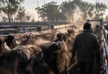Hasta $5.500 el kilo: los precios definitivos del Mercado Agroganadero de este miércoles 10 de junio Novillos y vaquillonas ingresan a una manga ganadera en un mercado de hacienda argentino durante una mañana fría de invierno, con vapor del aliento de los animales y personal de campo de espaldas.