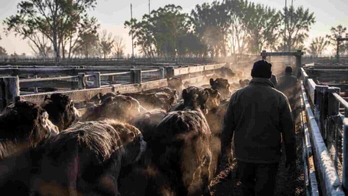 manga-ganadera-al-amanecer-en-mercado-de-hacienda Novillos y vaquillonas ingresan a una manga ganadera en un mercado de hacienda argentino durante una mañana fría de invierno, con vapor del aliento de los animales y personal de campo de espaldas.