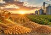 Granos: chicago subió en toda la línea por el calor extremo y la soja local aprovechó para ajustar al alza Vista panorámica de maíz, soja y trigo con silos de almacenamiento al atardecer, representando el mercado de commodities agrícolas.