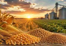 Granos: chicago subió en toda la línea por el calor extremo y la soja local aprovechó para ajustar al alza Vista panorámica de maíz, soja y trigo con silos de almacenamiento al atardecer, representando el mercado de commodities agrícolas.