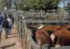Cierre del mercado de hacienda el 2 de junio Mercado ganadero con corrales de bovinos y productores recorriendo la hacienda durante una jornada de remate.