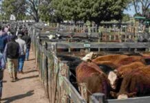 Cierre del mercado de hacienda el 2 de junio Mercado ganadero con corrales de bovinos y productores recorriendo la hacienda durante una jornada de remate.