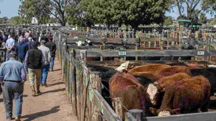 mercado-ganadero-bovinos-remate-hacienda Mercado ganadero con corrales de bovinos y productores recorriendo la hacienda durante una jornada de remate.
