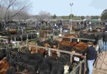 Cierre del mercado de hacienda el 12 de junio Mercado ganadero con corrales llenos de hacienda bovina y compradores recorriendo un remate de ganado en Argentina.
