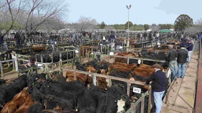 Mercado ganadero con corrales llenos de hacienda bovina y compradores recorriendo un remate de ganado en Argentina.