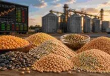 Granos: Chicago cayó pero el mercado local se mantuvo firme: la soja resistió con ayuda del tipo de cambio Diversos granos agrícolas como soja, maíz, trigo, girasol, cebada y sorgo dispuestos sobre una superficie de madera, con silos y plantas de acopio al fondo, representando el mercado de granos y la comercialización agropecuaria.