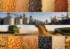 Granos: la soja cerró la semana acaparando el mercado local mientras Chicago tuvo un viernes dispar Composición panorámica del mercado de granos argentino con soja, maíz, trigo, girasol, sorgo y arroz, junto a silos, puerto exportador y maquinaria agrícola vinculada a la cadena comercial agroindustrial.
