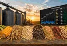 Granos: la soja lideró la primera rueda de la semana con mejores condiciones de compra de las fábricas Composición lineal de granos agrícolas con soja, maíz, trigo, girasol, sorgo, avena y otras oleaginosas sobre una mesa, con silos al fondo y representación del mercado de granos.