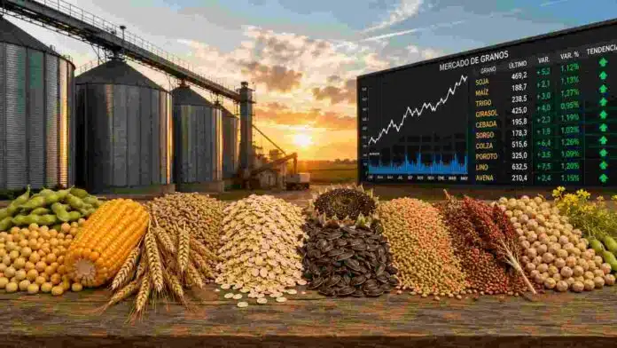 mercado-granos-lineal-soja-maiz-trigo-girasol-ruralnet (2) Composición lineal de granos agrícolas con soja, maíz, trigo, girasol, sorgo, avena y otras oleaginosas sobre una mesa, con silos al fondo y representación del mercado de granos.