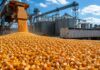 Granos: la soja sostuvo el mercado local mientras Chicago cerró en baja por la presión de los fondos y el dólar fuerte Maíz descargándose en una planta de acopio con silos y camión durante la comercialización de granos.