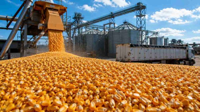 Maíz descargándose en una planta de acopio con silos y camión durante la comercialización de granos.