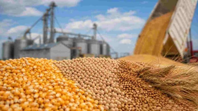 mercado-granos-maiz-soja-trigo-silos-ruralnet Granos de maíz, soja y trigo en primer plano frente a silos de almacenamiento y una operación de descarga en una planta agroindustrial.