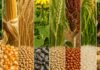 Chicago subió en toda la línea y el mercado local acompañó con estabilidad: la demanda china volvió al centro de la escena Composición horinzontal con soja, maíz, trigo, girasol, cebada, sorgo, arroz y maní representando los principales granos de la producción agrícola argentina.