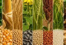 Chicago subió en toda la línea y el mercado local acompañó con estabilidad: la demanda china volvió al centro de la escena Composición horinzontal con soja, maíz, trigo, girasol, cebada, sorgo, arroz y maní representando los principales granos de la producción agrícola argentina.