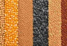 Granos: el maíz cayó 3% en Chicago antes del informe clave del USDA y el mercado local lo sintió Diferentes granos agrícolas separados en líneas verticales, con soja, maíz, trigo, girasol, avena y sorgo vistos en primer plano.