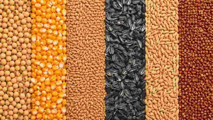 Diferentes granos agrícolas separados en líneas verticales, con soja, maíz, trigo, girasol, avena y sorgo vistos en primer plano.