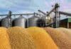 Granos: WASDE y Chicago en baja: la soja cayó en el mercado local mientras maíz y trigo sostuvieron valores Montículos de maíz, soja, trigo y otros granos frente a silos y cintas transportadoras en una planta de acopio agrícola.