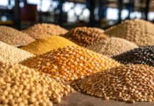 Soja, maíz y trigo volvieron a caer: Chicago profundizó las bajas y frenó los negocios Granos de soja, maíz, trigo y girasol separados en montículos dentro de un mercado de granos.