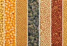 Granos: la soja subió en el mercado local mientras caía en Chicago: el mercado de granos mostró sus dos caras Composición de granos agrícolas en franjas verticales separadas, mostrando soja, maíz, trigo, girasol, sorgo y cebada, utilizada para ilustrar mercados y cotizaciones de granos.