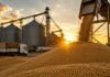 Soja firme en Rosario pero Chicago arrastra bajas: qué pasó este martes en el mercado de granos Descarga de granos de soja en una planta de acopio con silos, camiones y estructuras industriales vinculadas al mercado de granos argentino al atardecer.