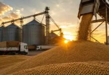Soja firme en Rosario pero Chicago arrastra bajas: qué pasó este martes en el mercado de granos Descarga de granos de soja en una planta de acopio con silos, camiones y estructuras industriales vinculadas al mercado de granos argentino al atardecer.