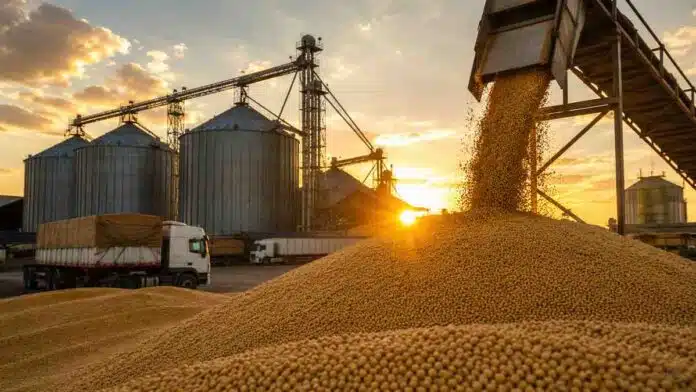 mercado-granos-soja-silos-exportacion Descarga de granos de soja en una planta de acopio con silos, camiones y estructuras industriales vinculadas al mercado de granos argentino al atardecer.