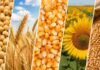 Cierre de semana en los mercados: soja sostenida por el dólar, maíz y trigo a la baja por Chicago Composición en bandas con soja, trigo, maíz y girasol, representando los principales cultivos del mercado de granos.