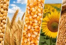 Cierre de semana en los mercados: soja sostenida por el dólar, maíz y trigo a la baja por Chicago Composición en bandas con soja, trigo, maíz y girasol, representando los principales cultivos del mercado de granos.