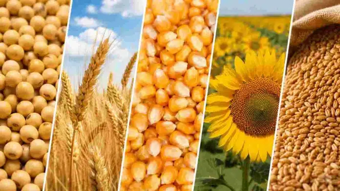 mercado-granos-soja-trigo-maiz-girasol Composición en bandas con soja, trigo, maíz y girasol, representando los principales cultivos del mercado de granos.