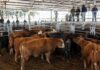 Cierre del mercado de hacienda el 23 de junio Mercado de hacienda con bovinos en corrales de venta y compradores observando
