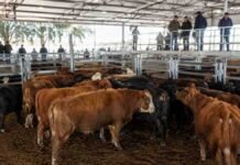 Cierre del mercado de hacienda el 23 de junio Mercado de hacienda con bovinos en corrales de venta y compradores observando