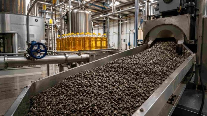 Planta industrial de molienda de girasol con semillas avanzando por una cinta transportadora y botellas de aceite en el fondo.
