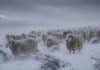 Vientos de más de 100 km/h y nevadas de hasta 20 cm: doble alerta del SMN para el extremo sur del país Majada de ovejas patagónicas avanzando en un potrero cubierto por nieve durante una fuerte tormenta de viento y nieve, con acumulaciones de entre 15 y 20 centímetros, visibilidad reducida y vegetación baja doblada por las ráfagas.