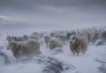 Vientos de más de 100 km/h y nevadas de hasta 20 cm: doble alerta del SMN para el extremo sur del país Majada de ovejas patagónicas avanzando en un potrero cubierto por nieve durante una fuerte tormenta de viento y nieve, con acumulaciones de entre 15 y 20 centímetros, visibilidad reducida y vegetación baja doblada por las ráfagas.