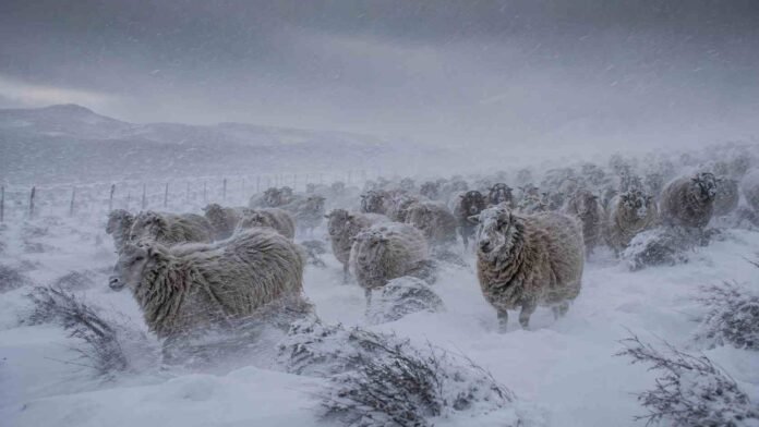 nevada-intensa-y-viento-extremo-sobre-majada-ovina-en-patagonia-ruralnet Majada de ovejas patagónicas avanzando en un potrero cubierto por nieve durante una fuerte tormenta de viento y nieve, con acumulaciones de entre 15 y 20 centímetros, visibilidad reducida y vegetación baja doblada por las ráfagas.