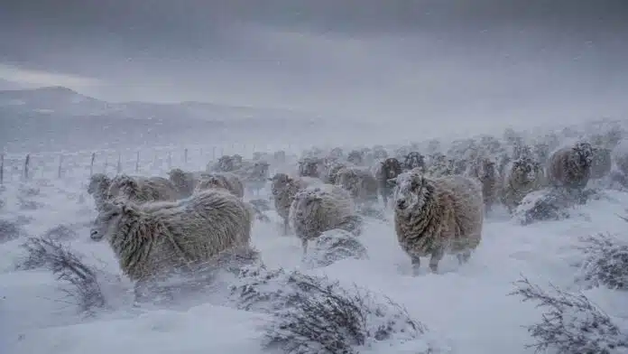 nevada-intensa-y-viento-extremo-sobre-majada-ovina-en-patagonia-ruralnet Majada de ovejas patagónicas avanzando en un potrero cubierto por nieve durante una fuerte tormenta de viento y nieve, con acumulaciones de entre 15 y 20 centímetros, visibilidad reducida y vegetación baja doblada por las ráfagas.