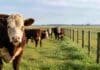 Uruguay desplazó a la Argentina y ahora tiene el novillo más caro del Mercosur Novillos de engorde en un establecimiento ganadero de Sudamérica, representando el mercado regional de carne vacuna y las cotizaciones del Mercosur.